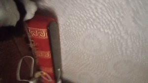 99 ночей в лесу но РЯЛЬНАЯ ЖИЗЬНЬ