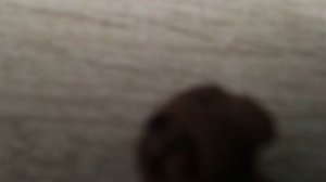 собака кричит мем