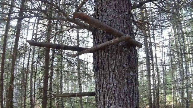 В поисках лося. Ночуем в избе.
