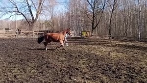 Занятие с молодой кобылкой на корде. Никто не сомневался.