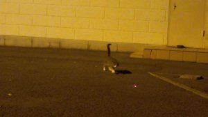 Кот играет с лазером / лазерной указкой