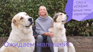 САО и АЛАБАИ. Разные типы и характеры
