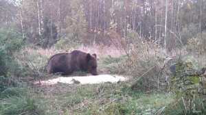 Матёрый медведь Ленинградская область. Осень 2025г.