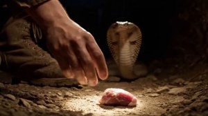 Солдат кормил детёнышей змей ради забавы… Он не знал, что это однажды спасёт его