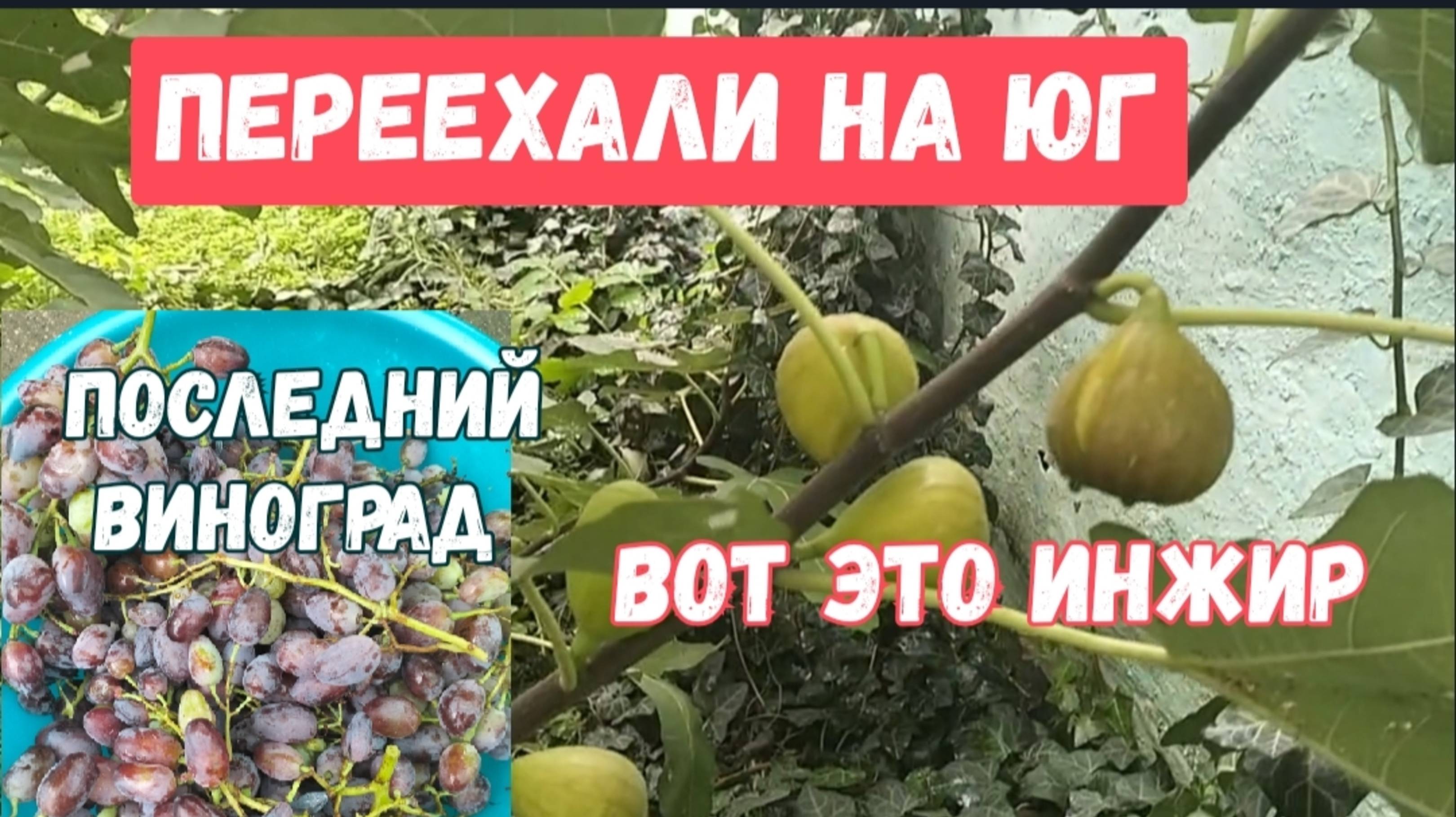 #101🌷Собираем осенний урожай фруктов/Домашние хлопоты