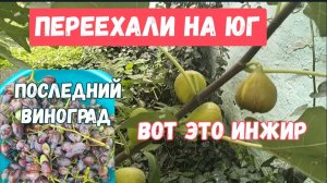 #101🌷Собираем осенний урожай фруктов/Домашние хлопоты