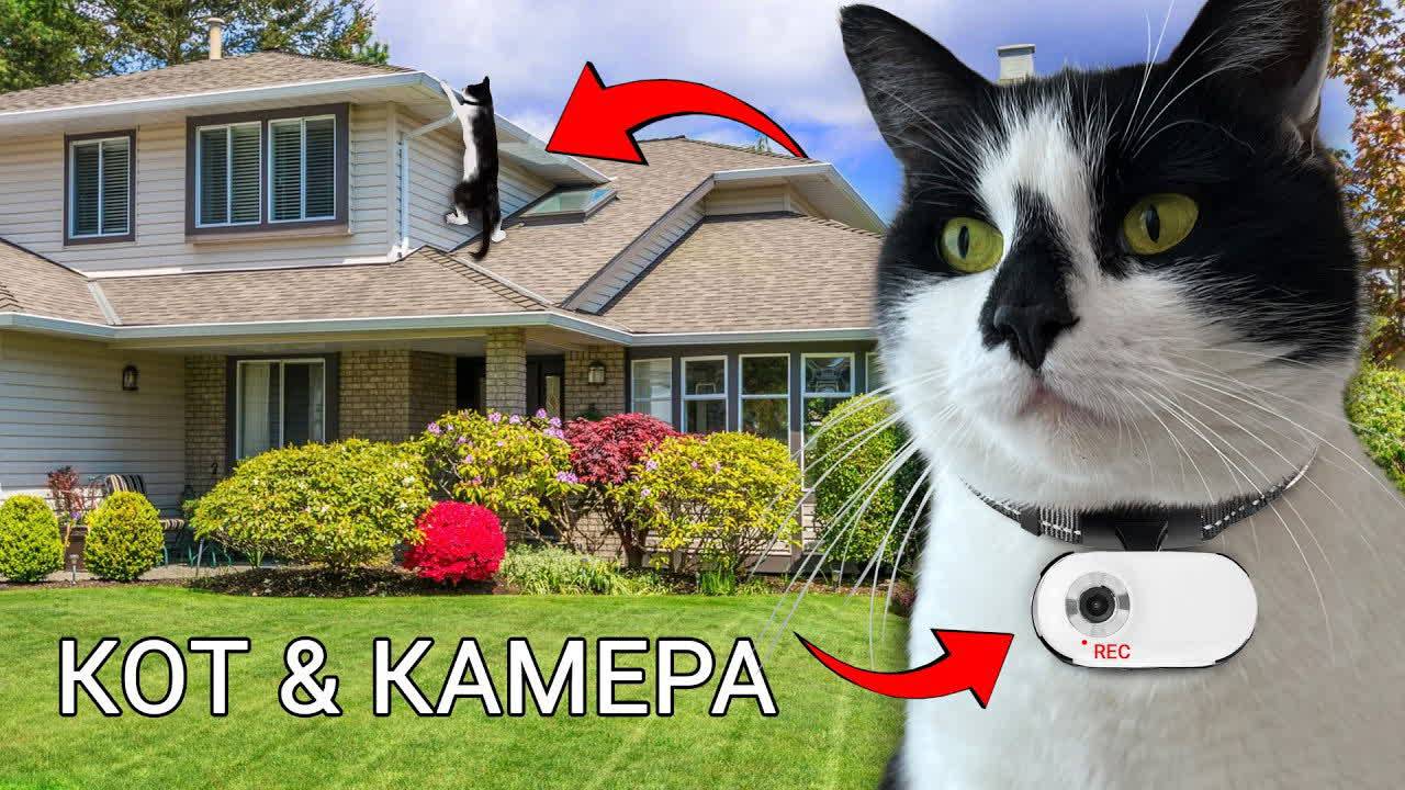 24 ЧАСА с котом Малышом! 😺 Камера на шее!