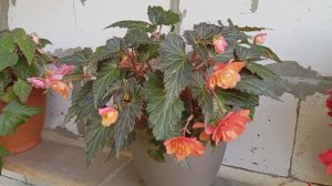 Бегония Бачо Оранж (Begonia Bacio Orange)