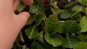 Состояние черенков на 11 октября после осеннего черенкования.