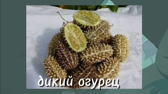 дикий ваще