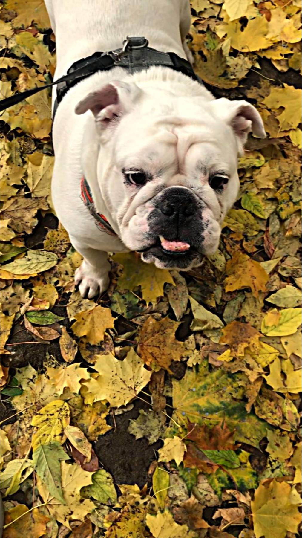 Утреннее настроение 32 / Morning mood 32 ☀️☀️☀️