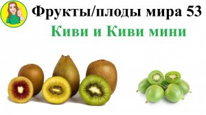 Фрукты - плоды мира 53 – Киви и мини Киви Сыроедение Фрукторианство