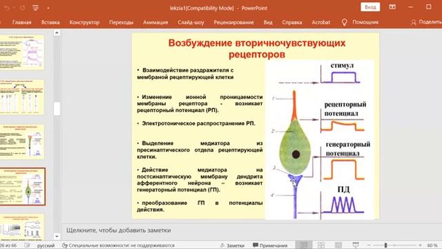 Лекция 6. Нормальная физиология для ИКМ и ИМД. Сенсорные системы. Раевская О.С.