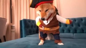 Моя собака впервые надевает костюмы!