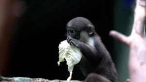 Московский зоопарк показал кадры с новорожденным детенышем краснокнижной мартышки