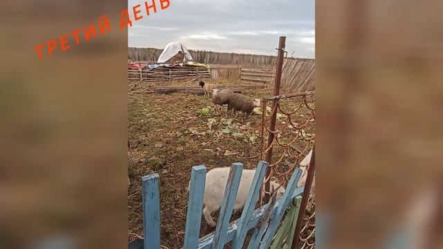 Покупка овец.