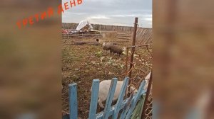 Покупка овец.