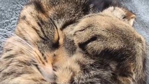 Смешные котики! Так наслаждаются отдыхом только котики!