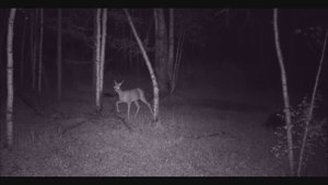 ЖИВОТНЫЕ НА ФОТОЛОВУШКУ / SVBONY  SA208 Интегрированный бинокль