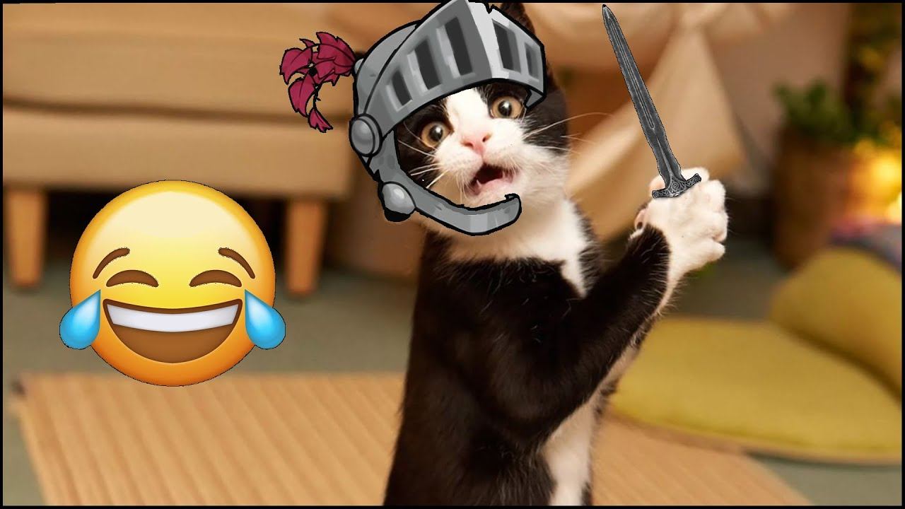 Funny Cats 2025 | Try Not To Laugh Challenge - Funny Cat Videos 2025