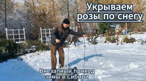Укрытие роз в Сибири под снегом в суровых условиях