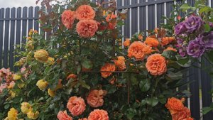 Обзор розовой клумбы после урагана. 05.07.2025. Восток Ленобласти