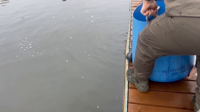 11.10.25 утреннее зарыбление VIP водоёма.