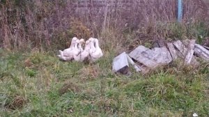 банда деревенская