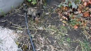 Кошка Фаина Помогает Спасти Урожай Моркови, Свеклы , Огурцов и Топинамбура от Нашествия Хомячков