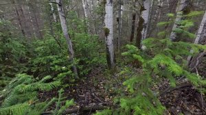 Охота на рябчиков с 20 калибром по первому снегу.