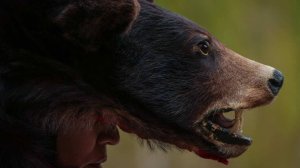 Медведь оторвал голову грибнику в Японии