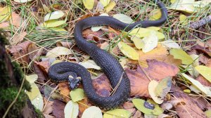 🐍 Беременный уж! Шучу. Накушавшийся.