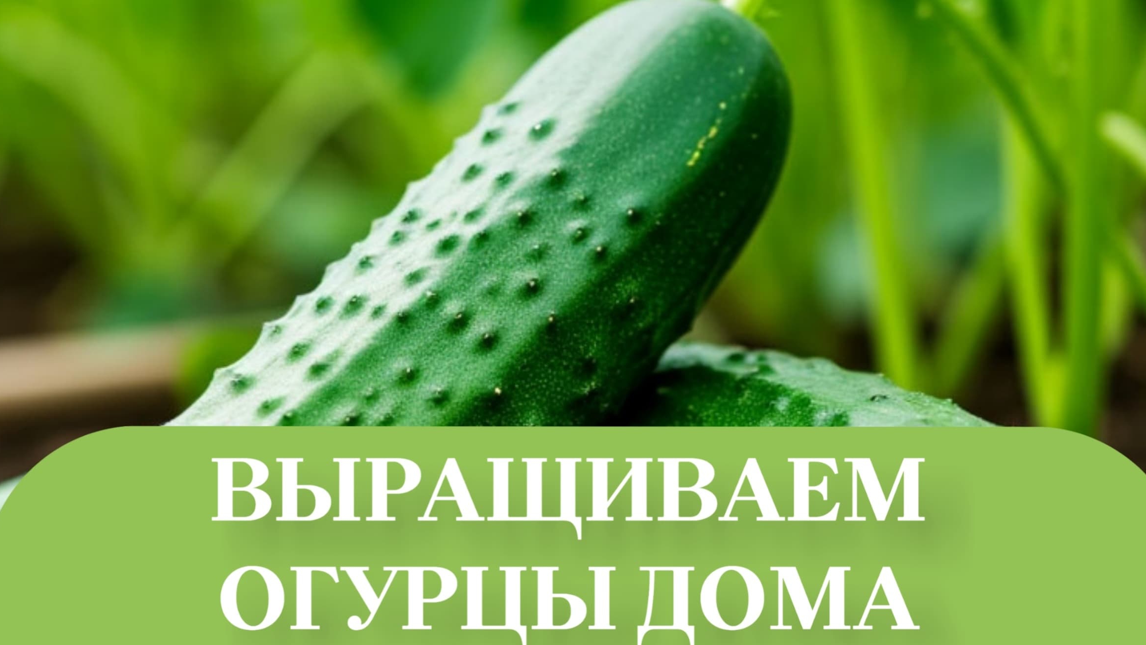 Пересаживаем чудо огурцы в грунт