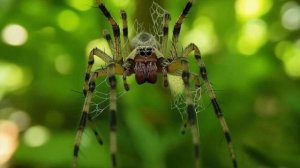 Мир сквозь восемь глаз: Что паук видит, когда вы его пугаете?