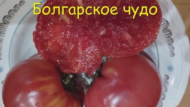Каталог томатов 2025 г. Часть 1.  Проверенные сорта. г. Киров