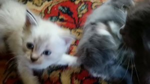 милашки очеровашки котята