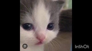 2 часть 5 ночей с котиками)) ЗАЙДИТЕ В ОПИСАНИЕ!!!