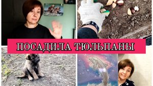 11-10-2025 НАВЕЛА ПОРЯДОК НА ГРЯДКЕ👍ПОСАДИЛА ТЮЛЬПАНЫ🌷КУПИЛА СЕБЕ РАДОСТЬ🐬ОТВЕЧАЮ НА КОММЕНТАРИИ❤