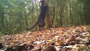 Не обычный оерас тигра