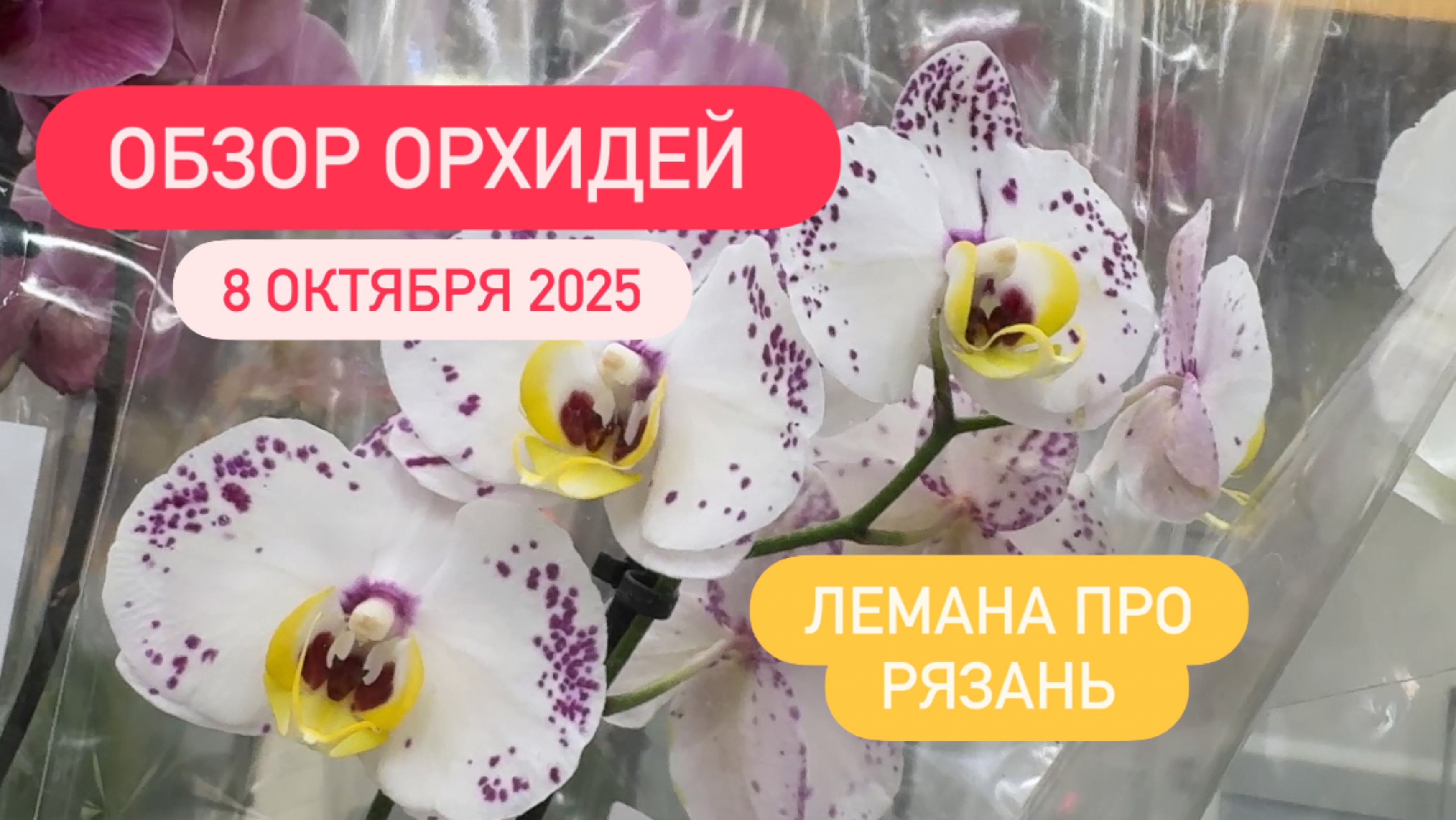 🟡ОБЗОР ОРХИДЕЙ 08.10.25 ЛеманаПро Рязань #обзор #обзорорхидей #новаяпоставка #цветыобзор #орхидеи