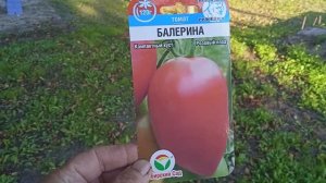 15.8.25г.  Собираю 🍅🍅🍅ТОМАТЫ сорта БАЛЕРИНА!!!     Очень Хороший СОРТ👍👍👍