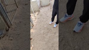 Корейская Собака Джиндо