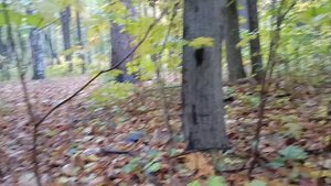 Белки, дождик и собака с хозяином