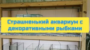 СТРАШНЕНЬКИЙ АКВАРИУМ С ДЕКОРАТИВНЫМИ РЫБКАМИ