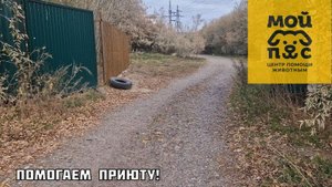 Приют для животных в Красноярске «Мой пёс»