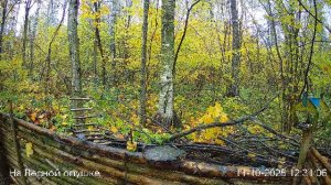 🍂ОКТЯБРЬ в ЛЕСУ онлайн #Relaxing #природа #звуки леса #птицы #погода🍁