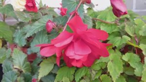 Бегония Сан Дансер Ред (Begonia SunDancer Red)
