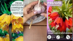 Чеснок Богатырь, Лук и Рябчики посажены под зиму