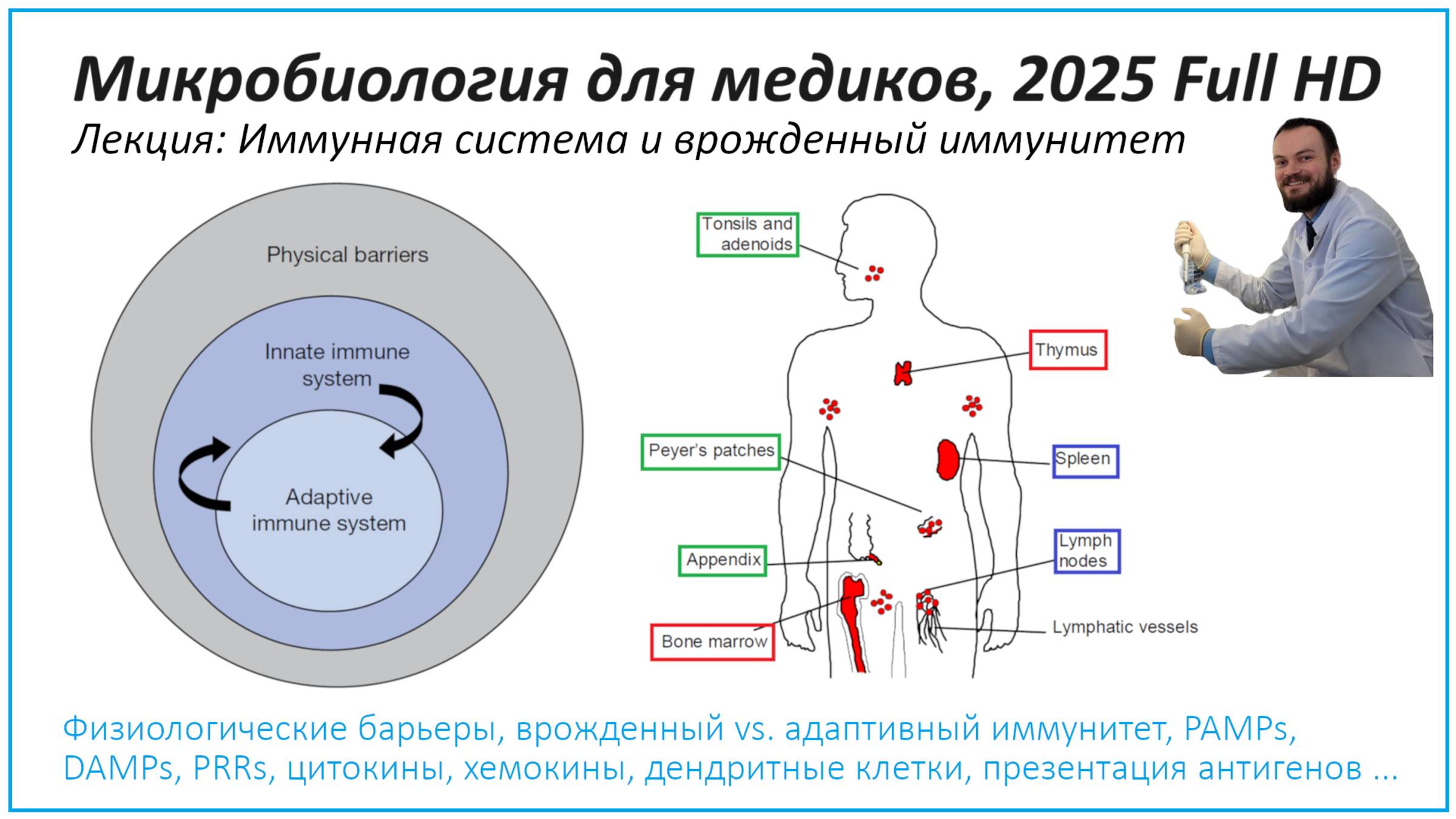 Иммунная система и врожденный иммунитет