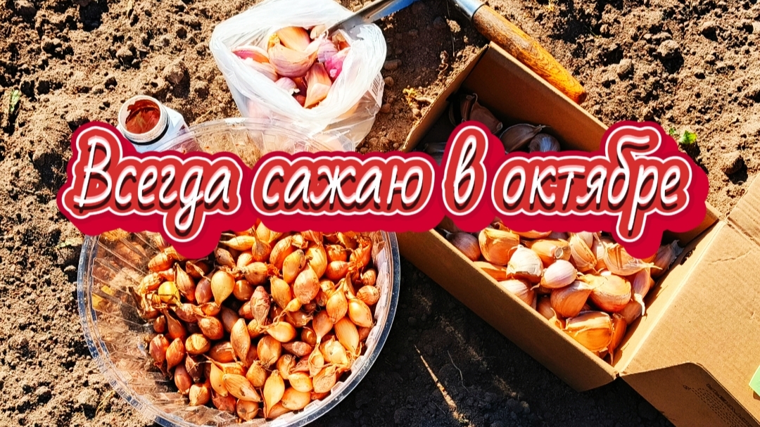 11.10.2025.Самое время посадить озимый чеснок и лук.